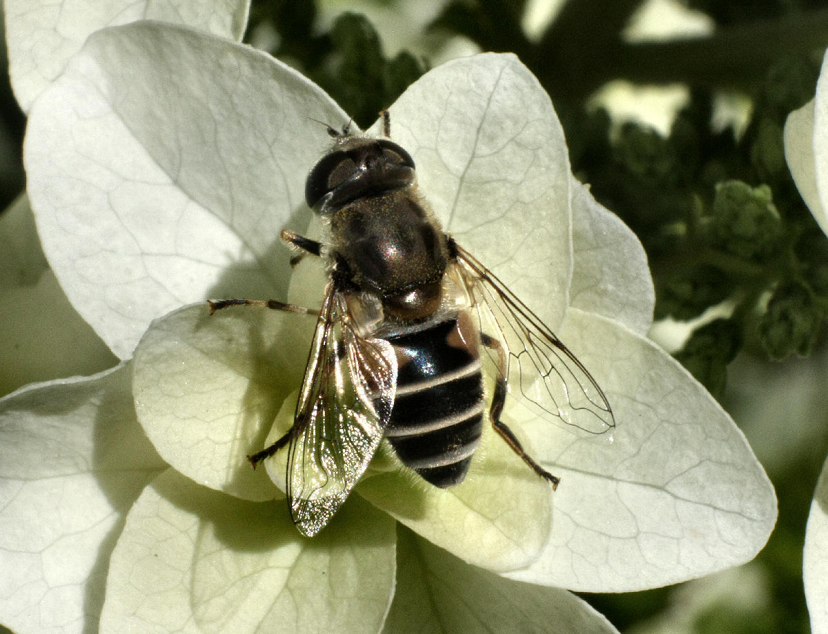 Eristalis interrupta ?